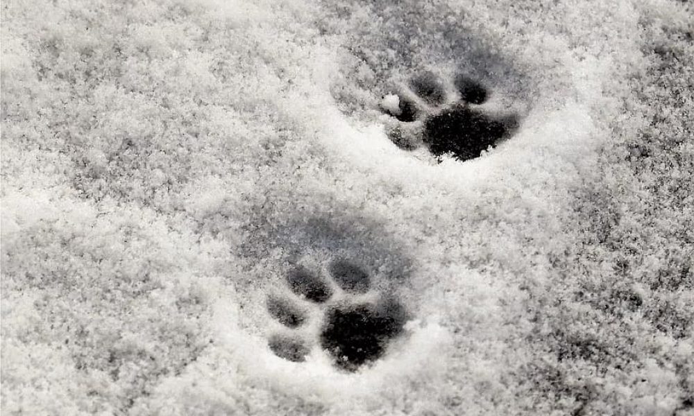 paws-cat-s-paw-reprint-snow-snow-lane-winter-traces-trudge-footprints